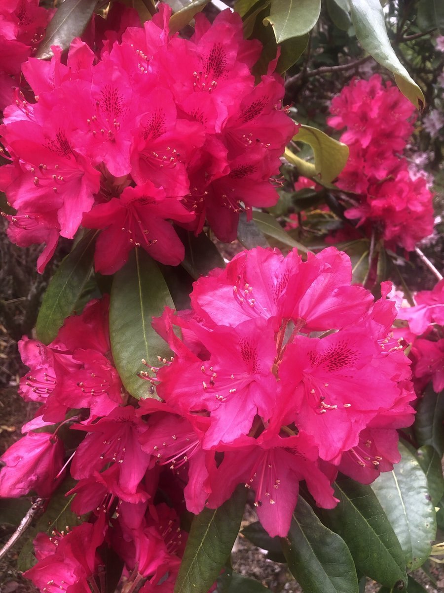 Рододендрон короткоплодный
