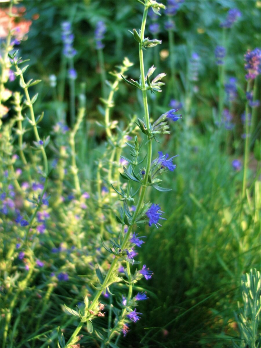 Иссоп лекарь