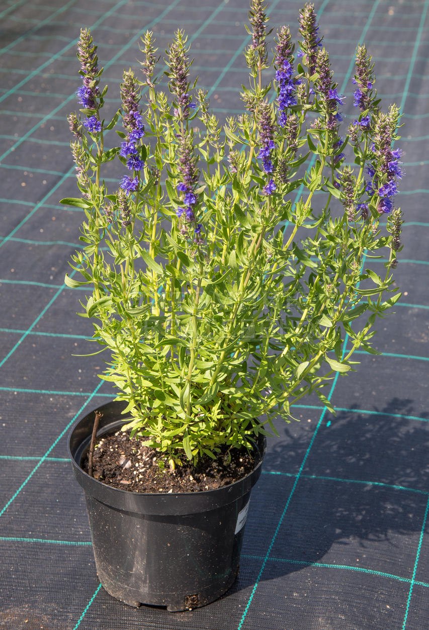 Иссоп узколистный