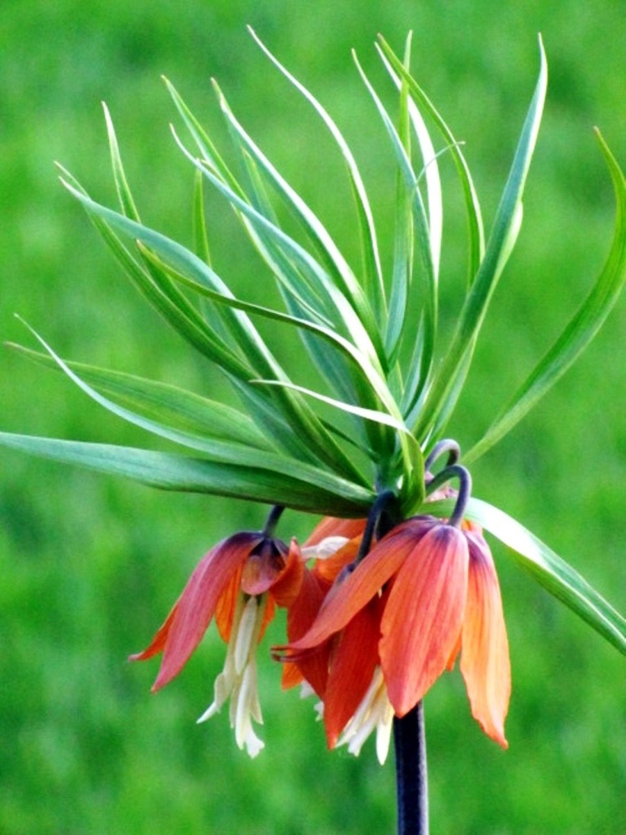 Рябчик лузитанский