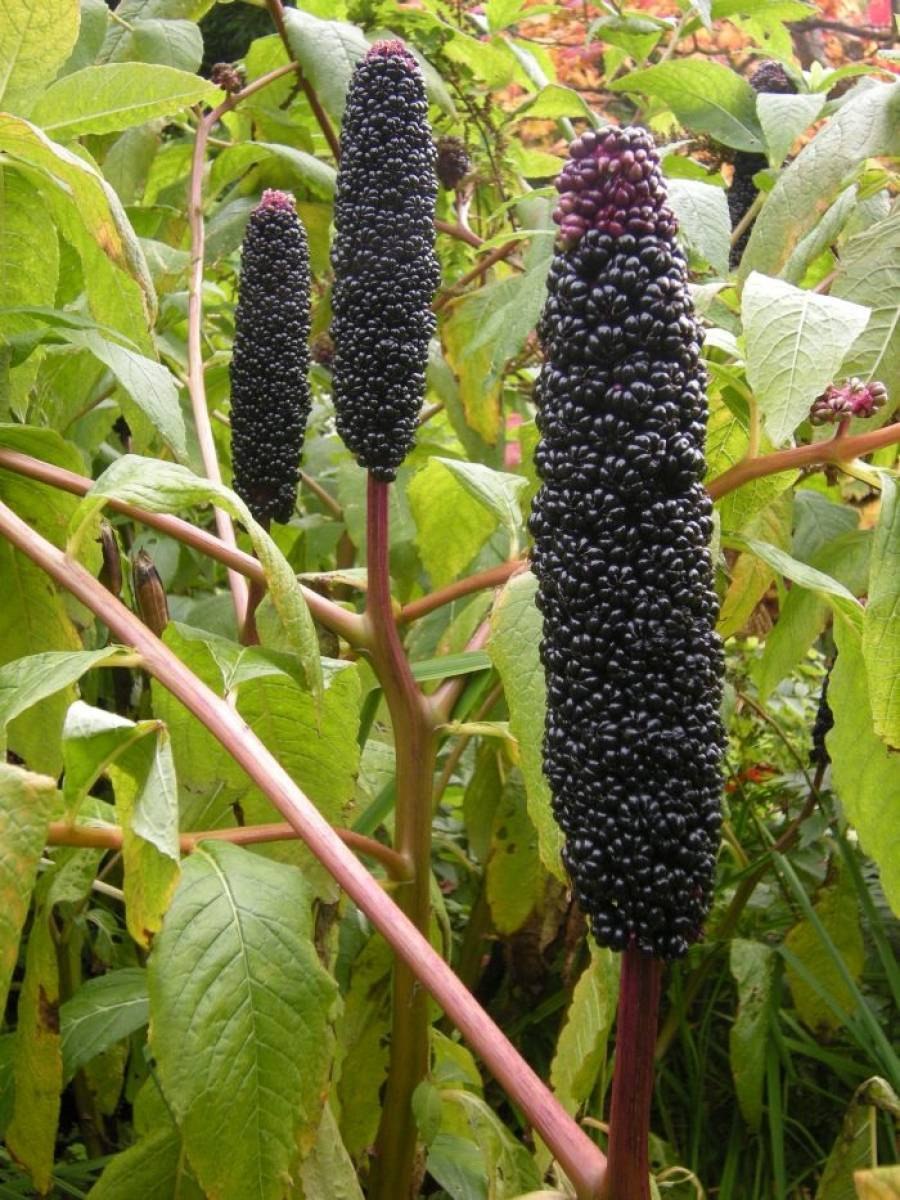 Лаконос ягодный