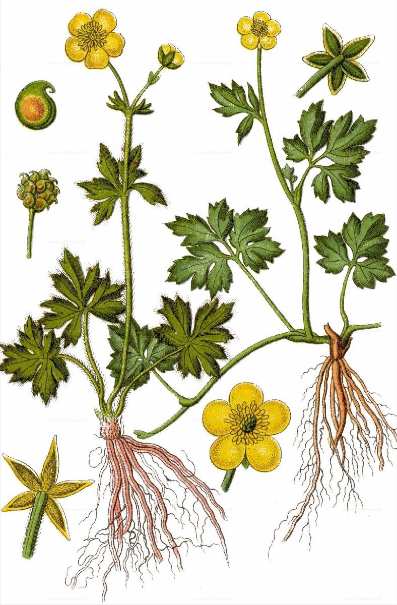 Горицвет весенний (Adonis vernalis)