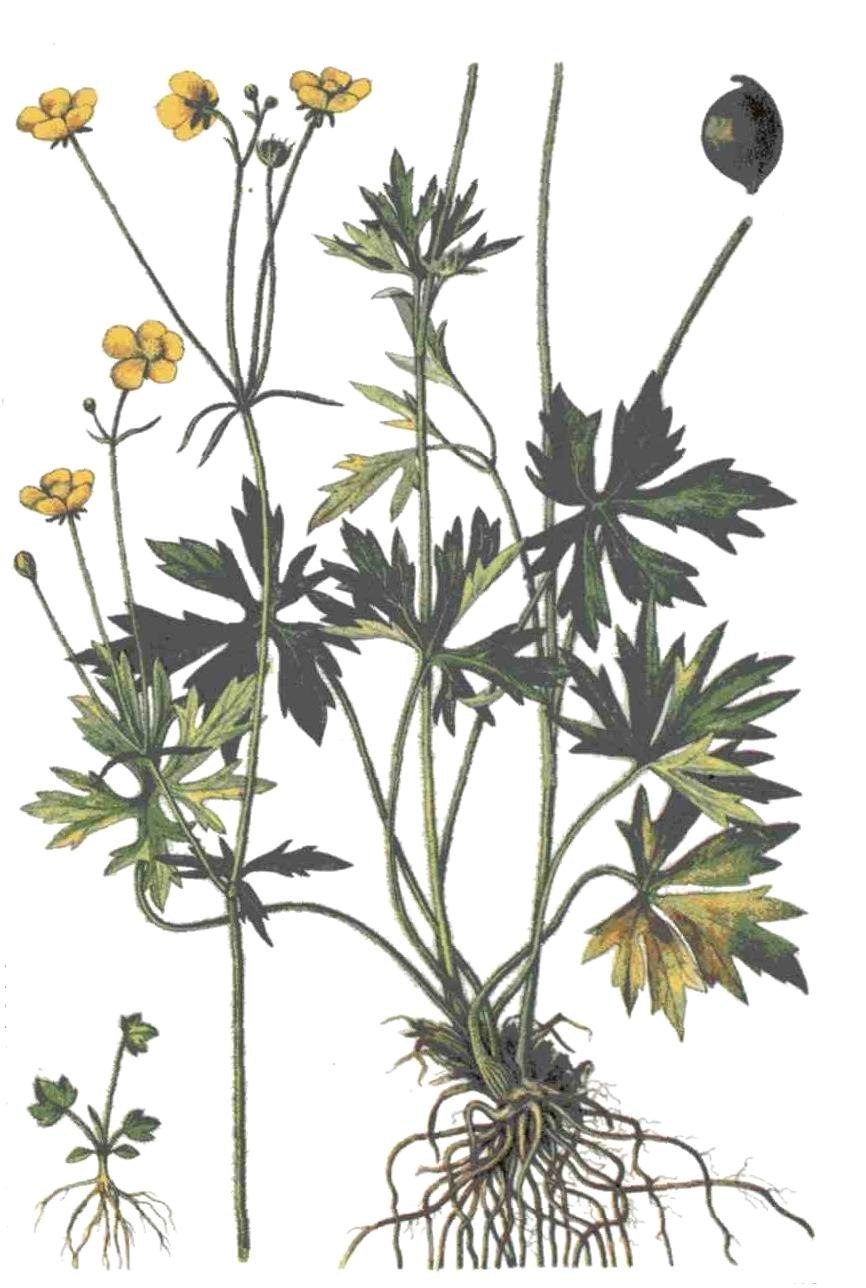 Anemone Pulsatilla цветок