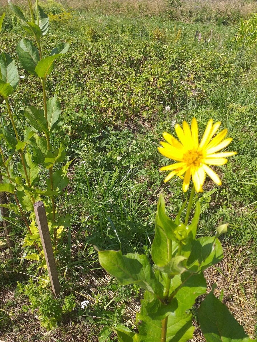 Silphium perfoliatum