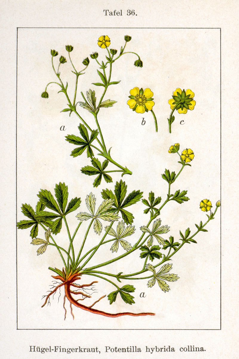 Лапчатка холмовая