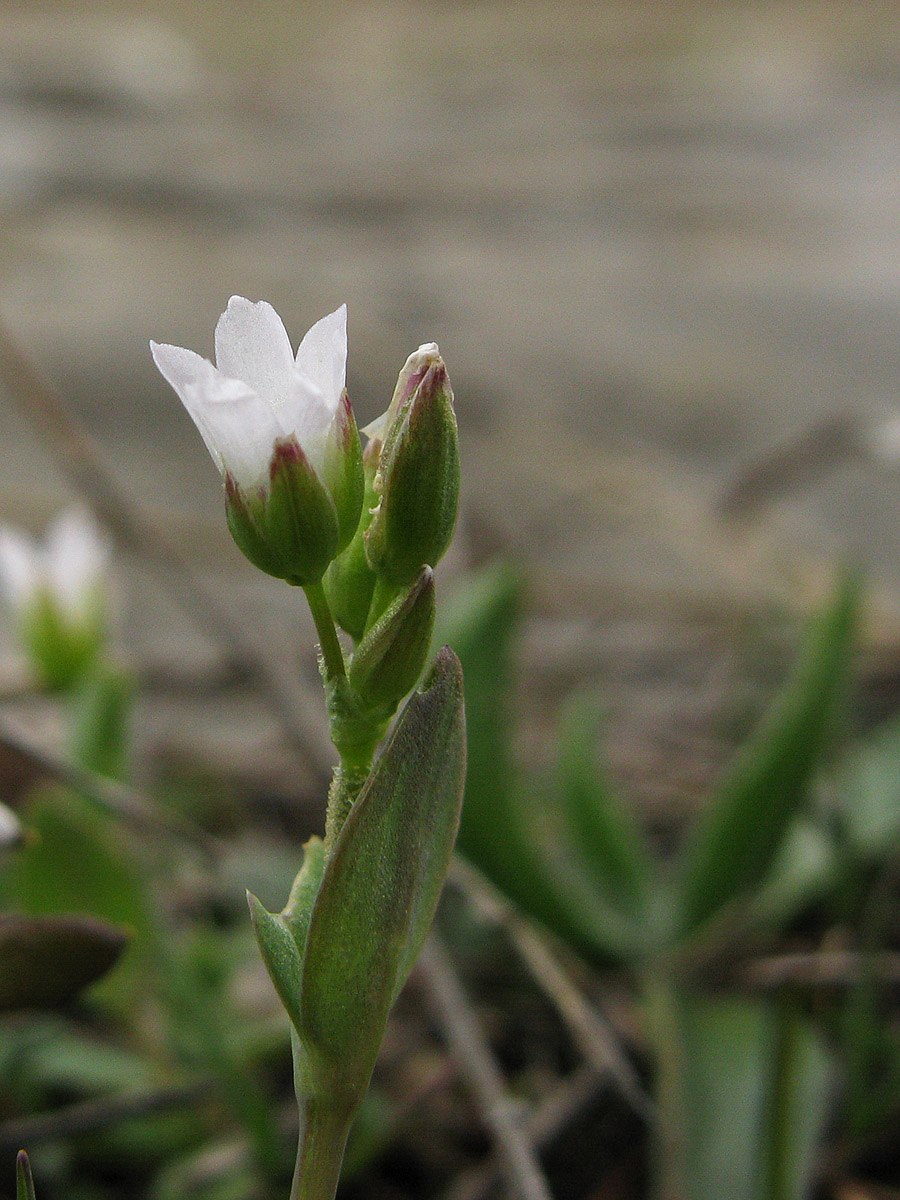 Папоротник асплениум живородящий