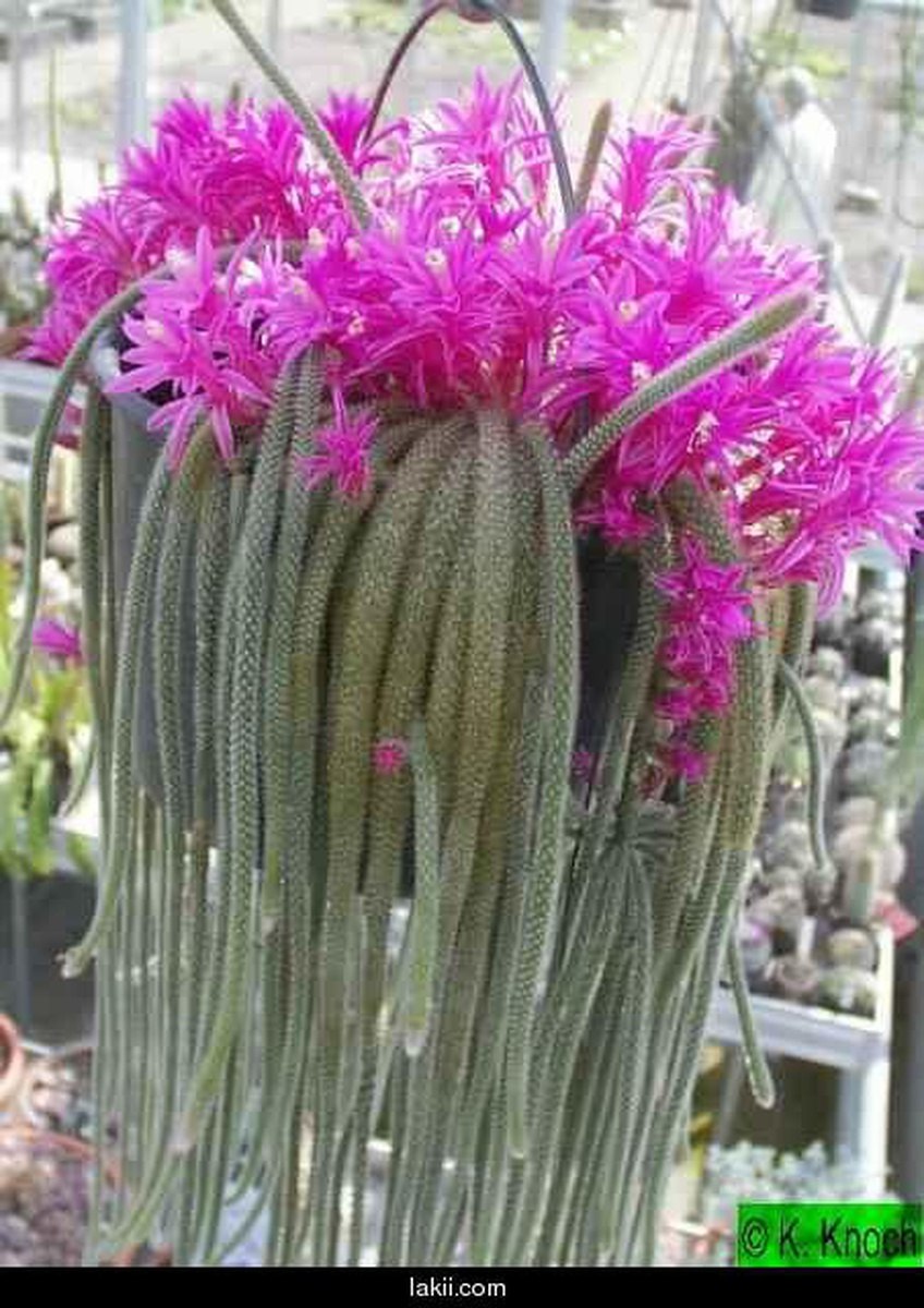 Хатиора и эпифиллум