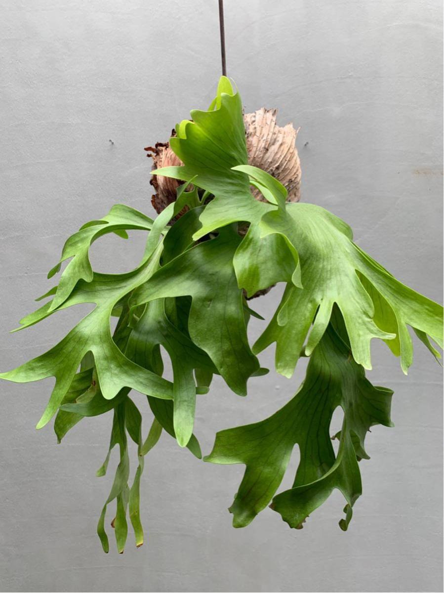 Платицериум, Плоскорог, Олений Рог, Platycerium