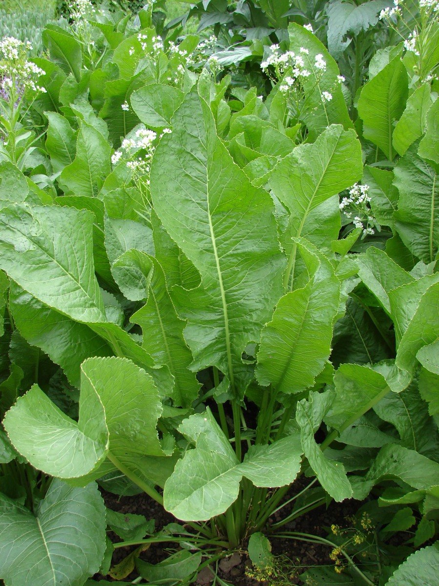 Armoracia Rusticana Gaertn