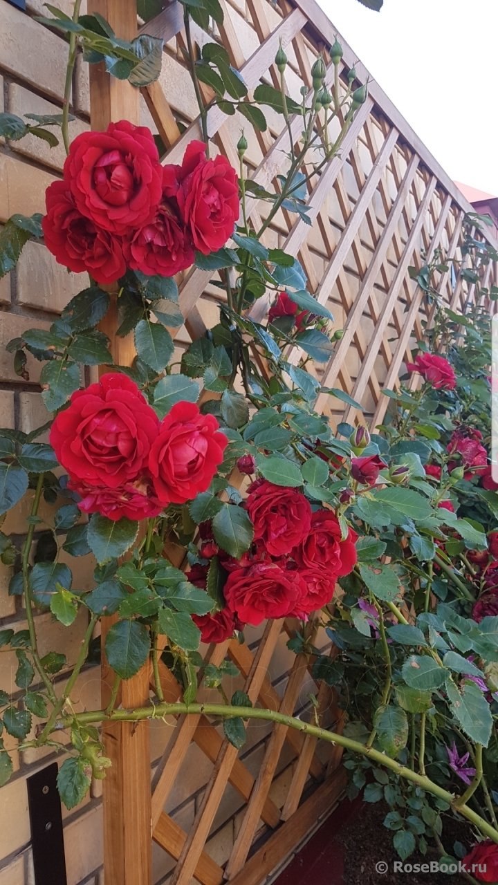 Роза магнум