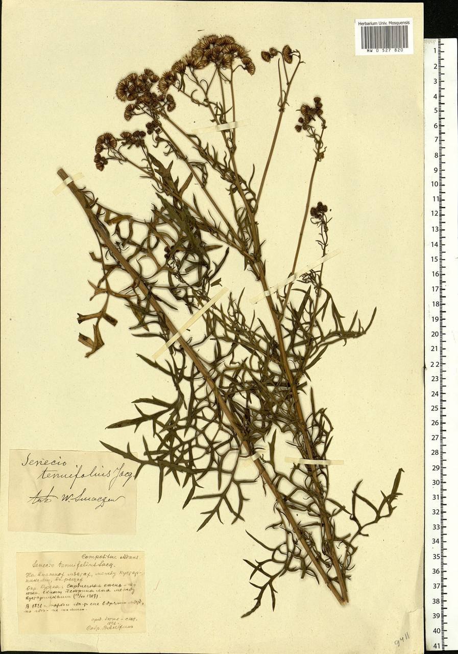 Крестовник эруколистный схематически