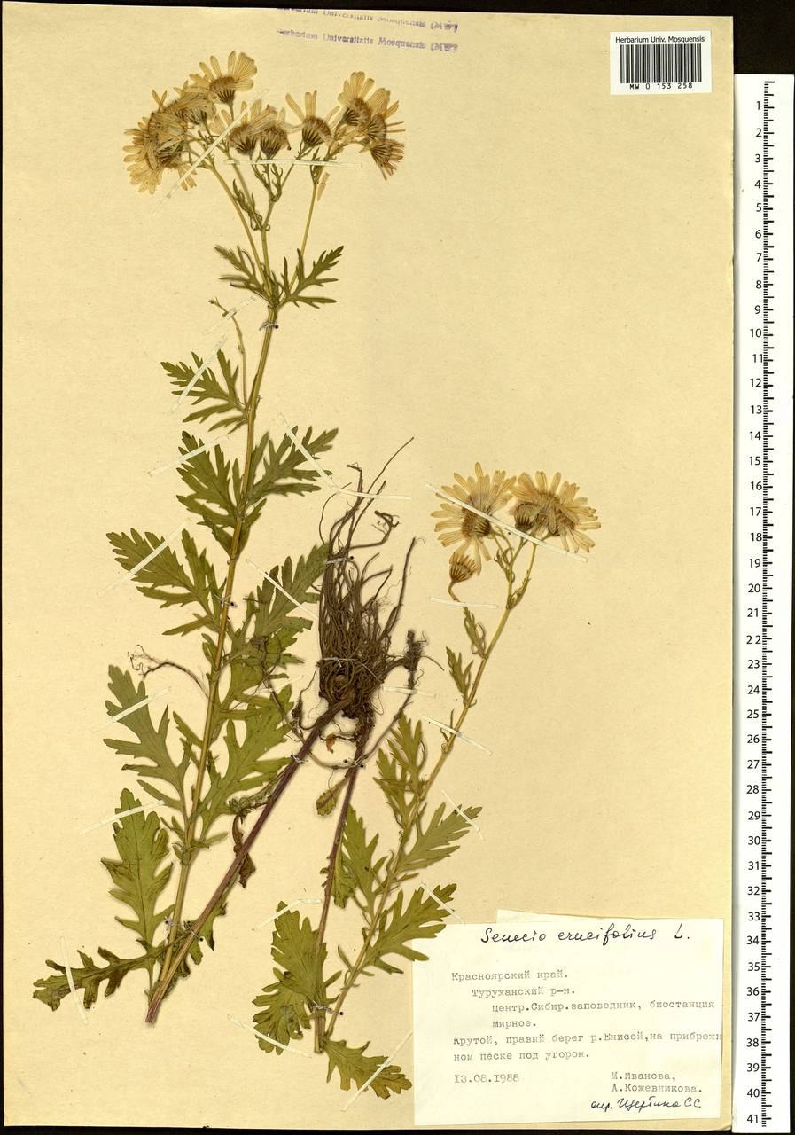 Крестовник цельнолистный (Senecio integrifolius l.)