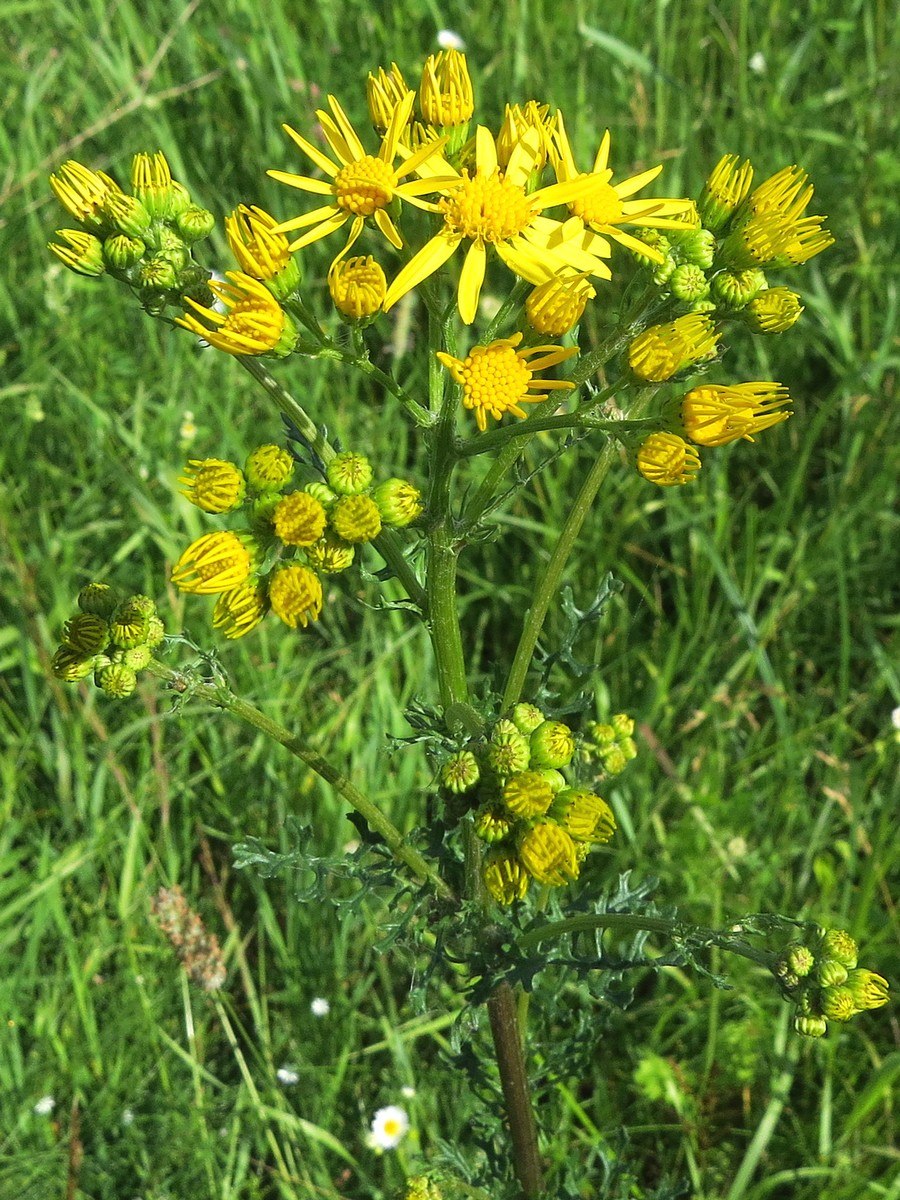 Jacobaea erucifolius