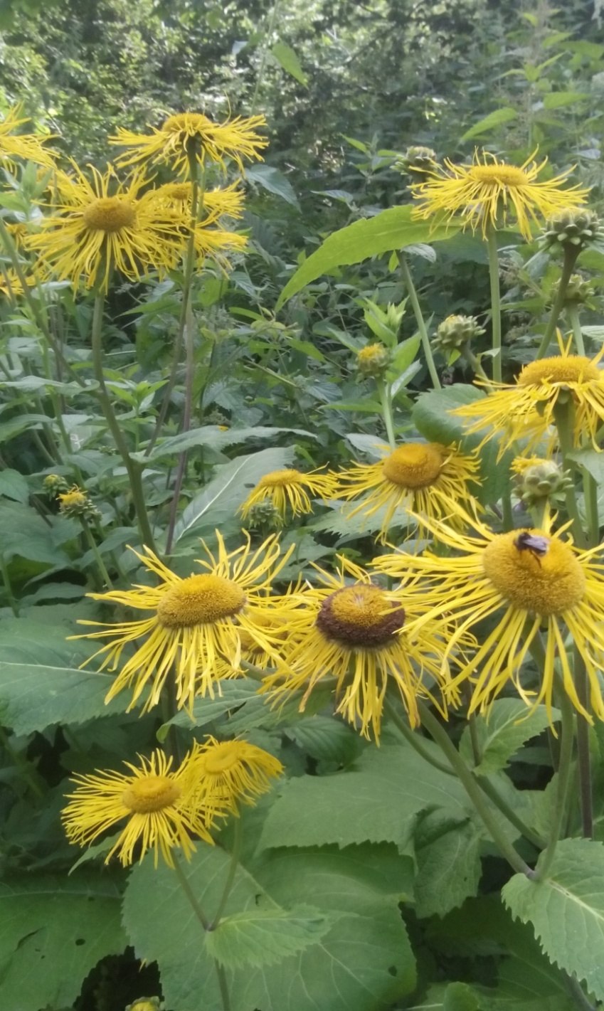 Якобея эруколистная