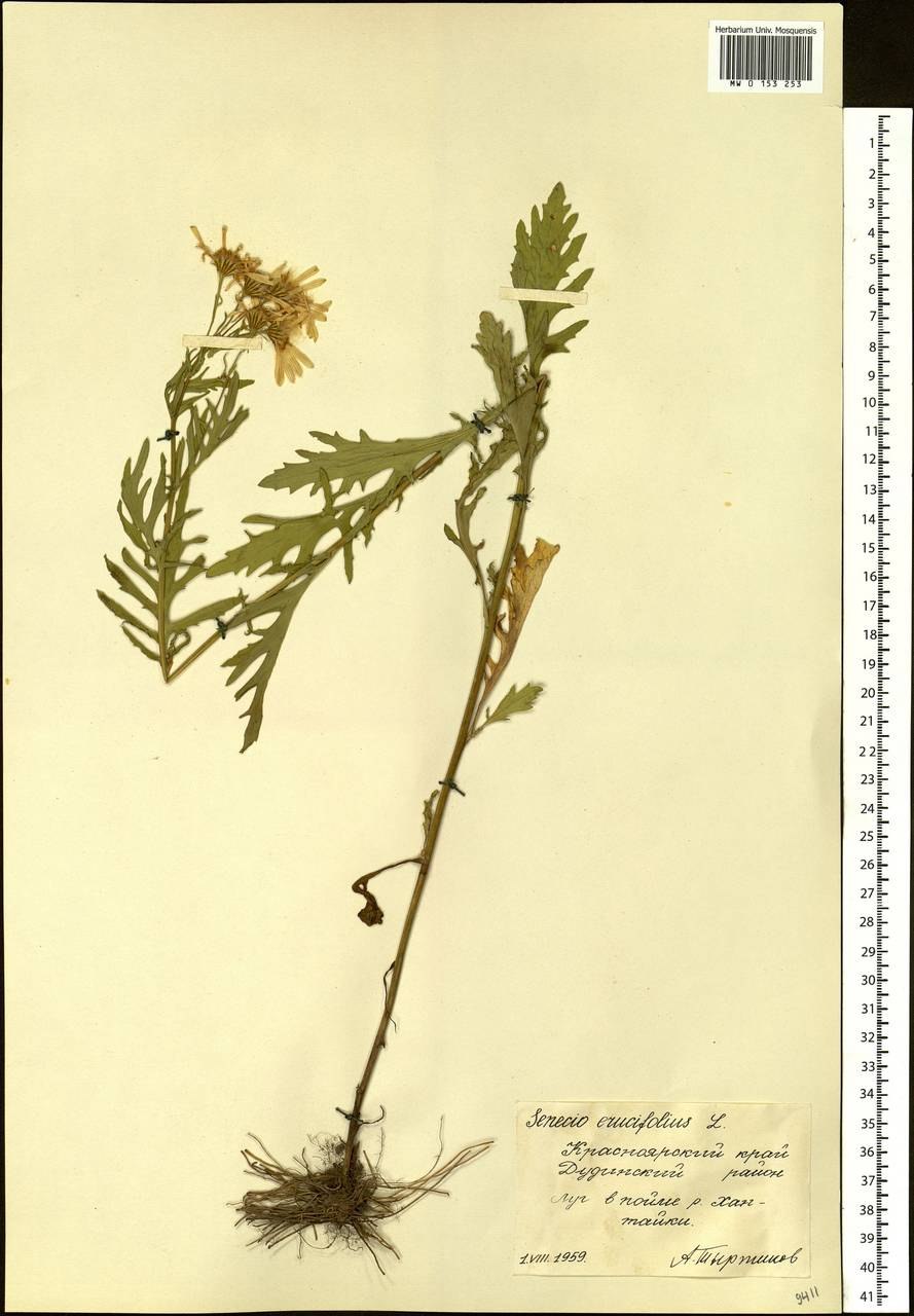 Крестовник эруколистный