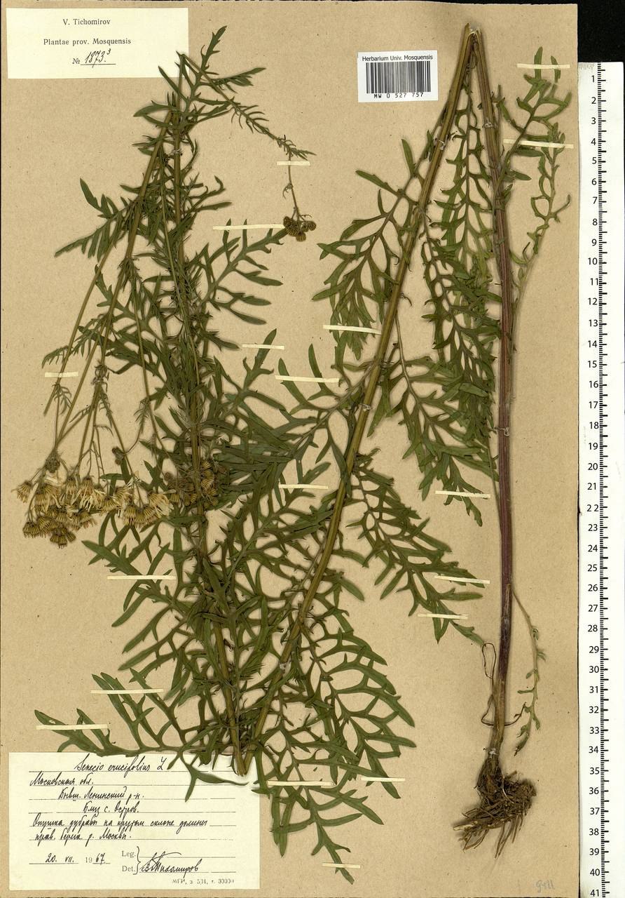 Крестовник ромболистный