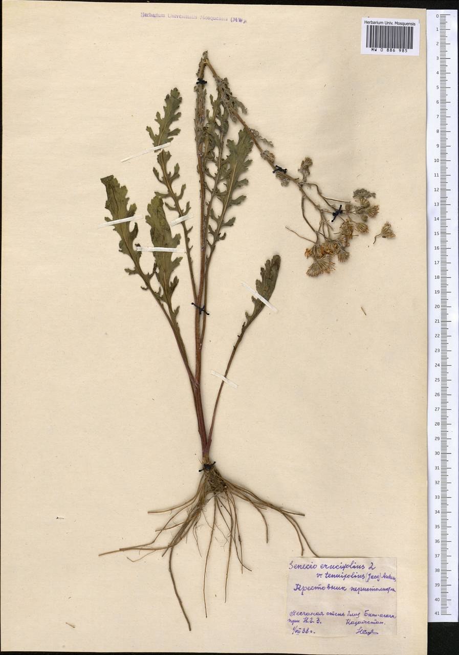 Крестовник эруколистный