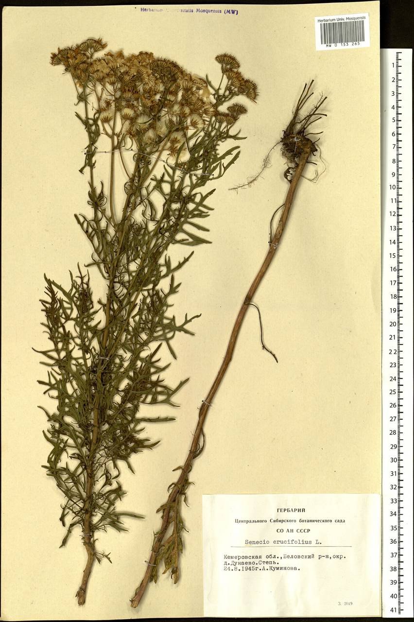 Крестовник эруколистный