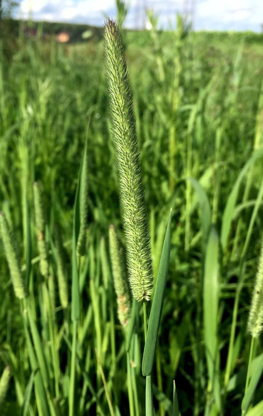 Тимофеевка Луговая (Phleum pratense)