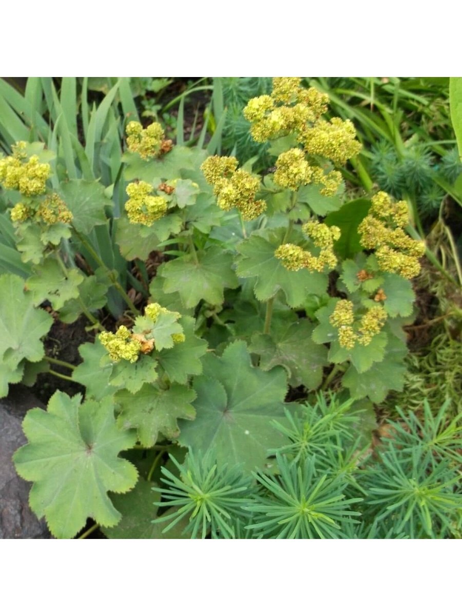 Манжетка обыкновенная Alchemilla vulgaris