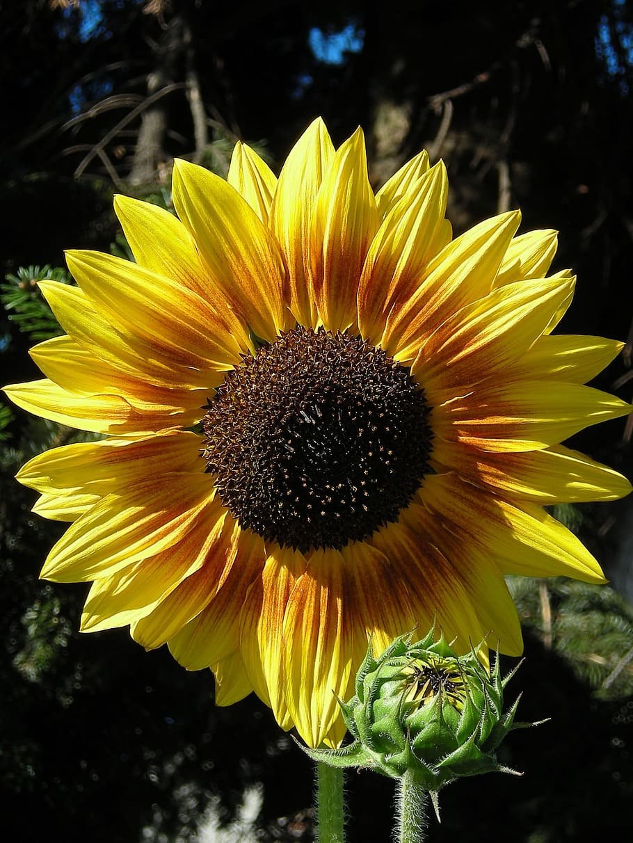 Сильфия пронзеннолистная медонос