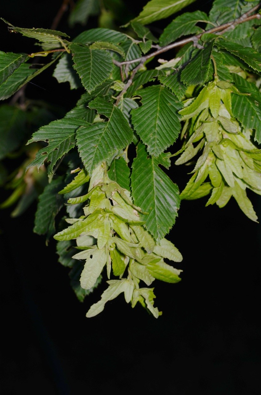 Carpinus laxiflora