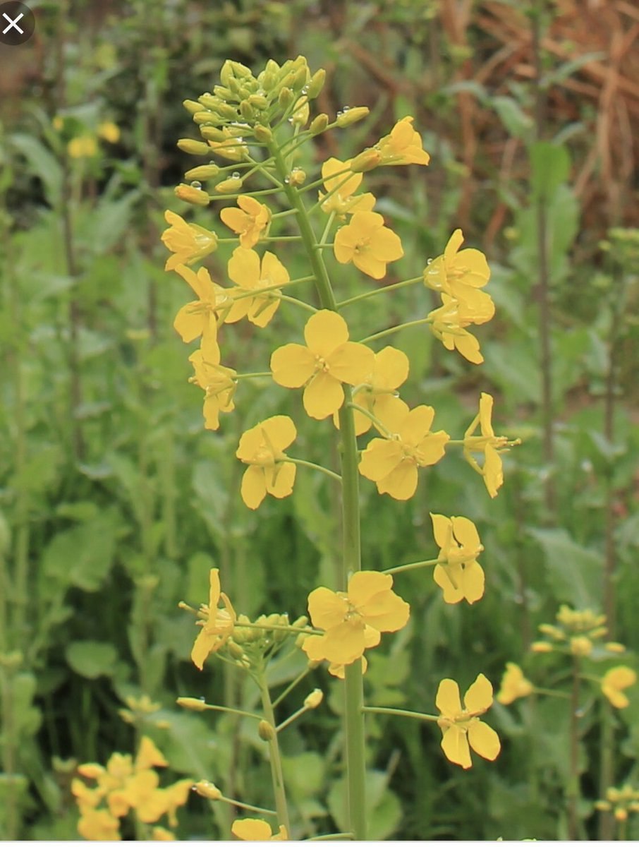 Рапс (Brassica napus l.)