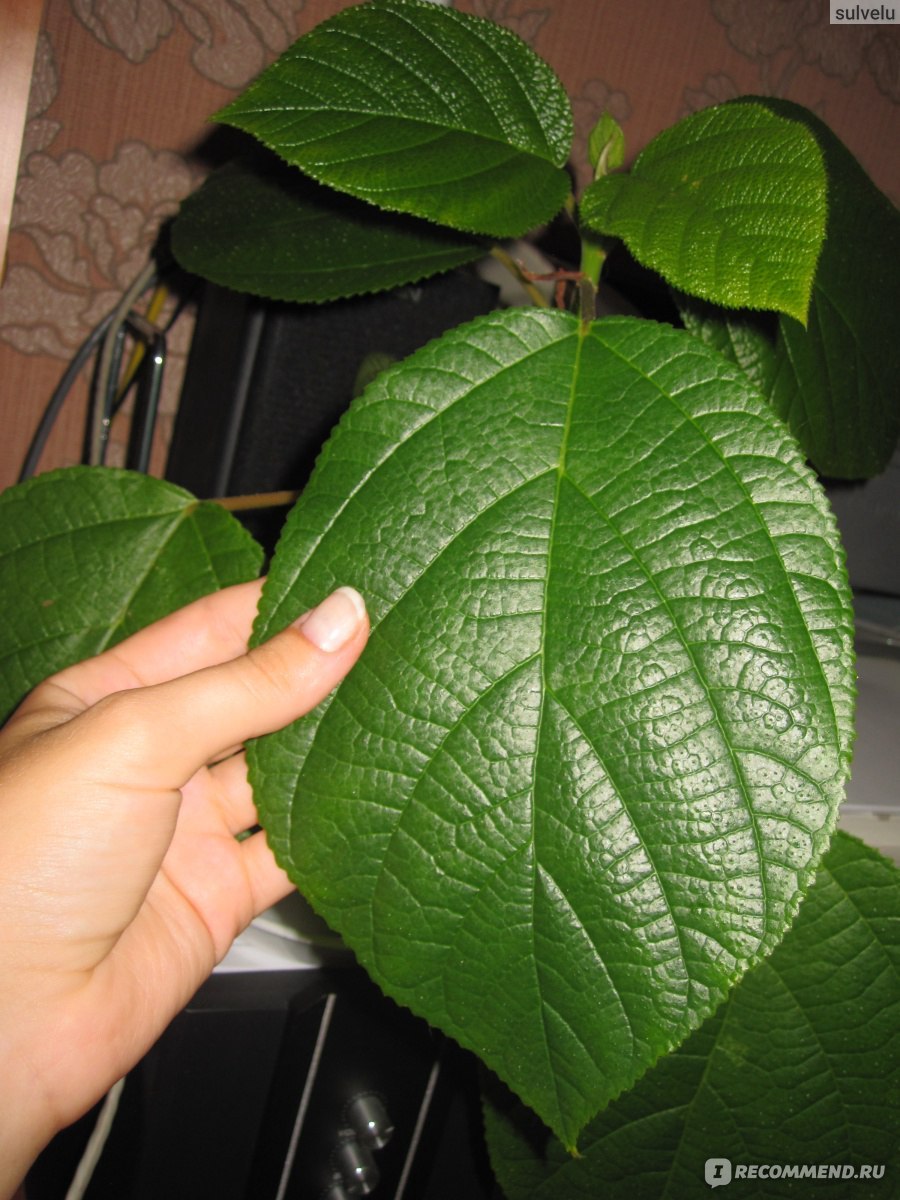 Рами Бомерия белоснежная