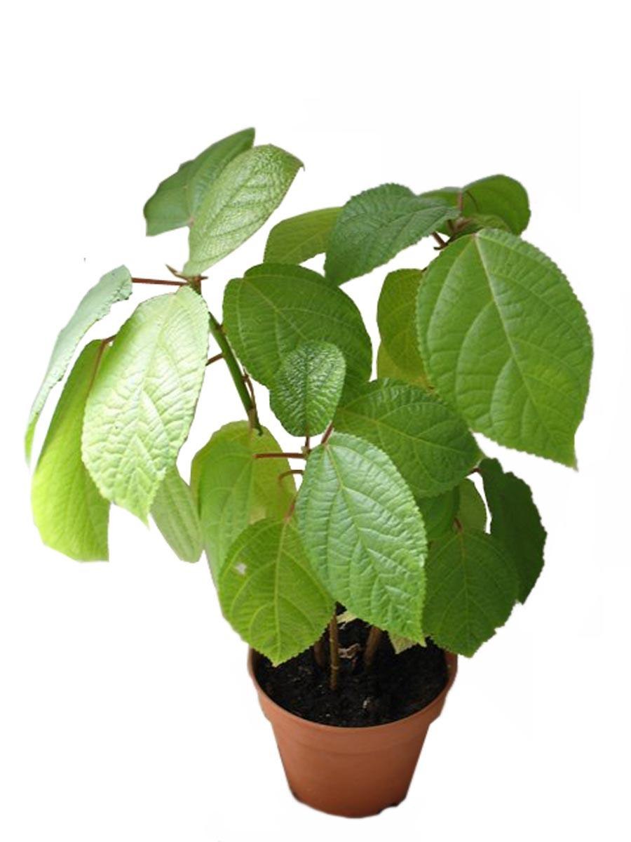 Бомерия крупнолистная