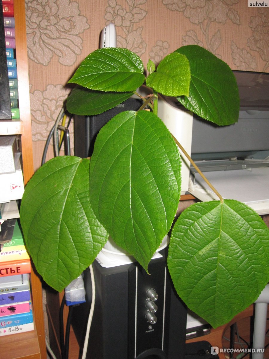 Бемерия рами