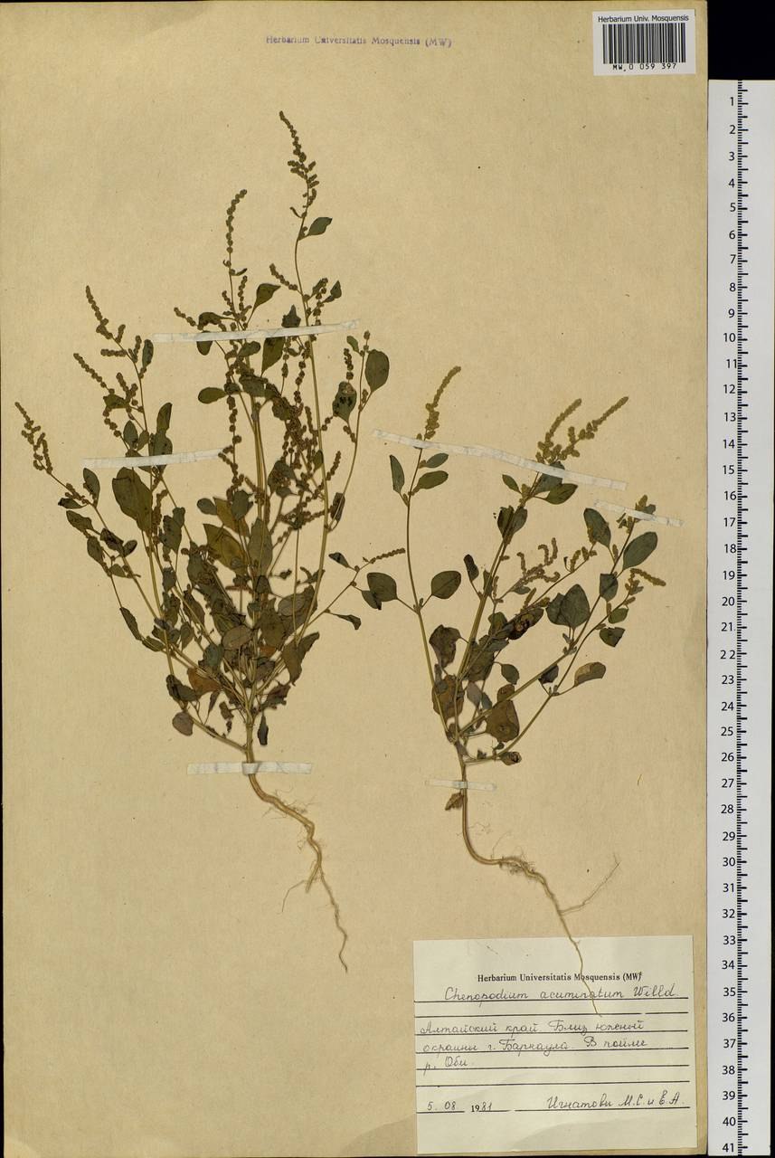 Трава Марь амброзиевидная