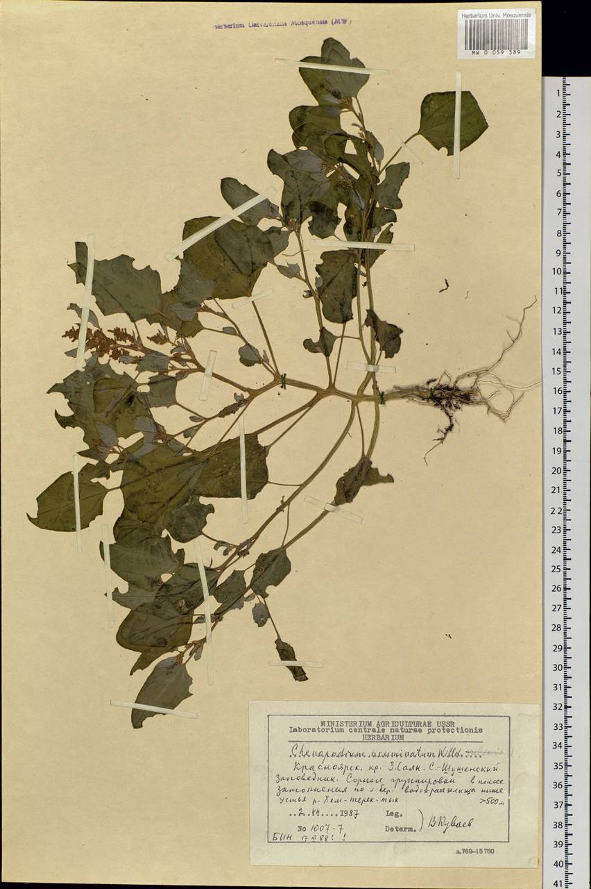 Марь белая (Chenopodium album l.)