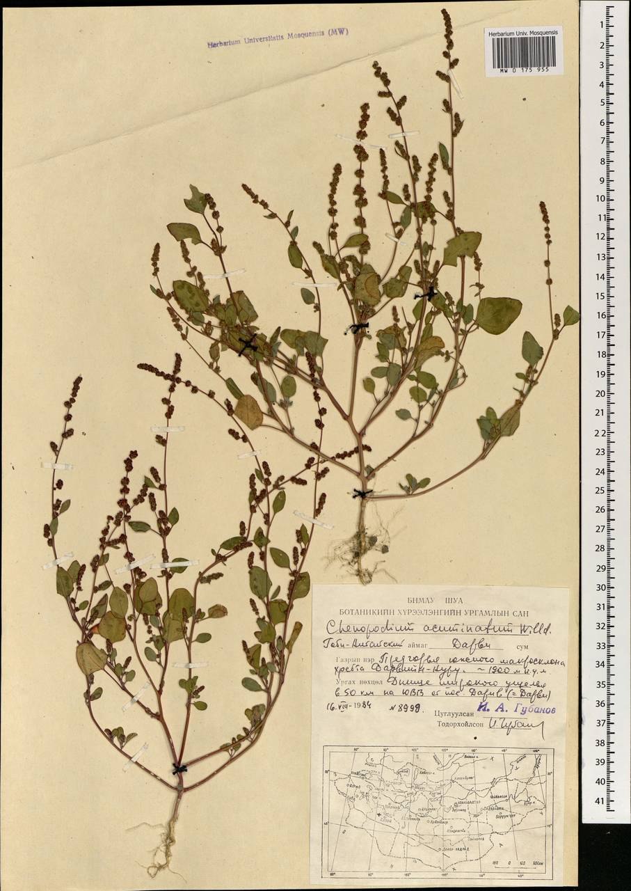 Лебеда раскидистая