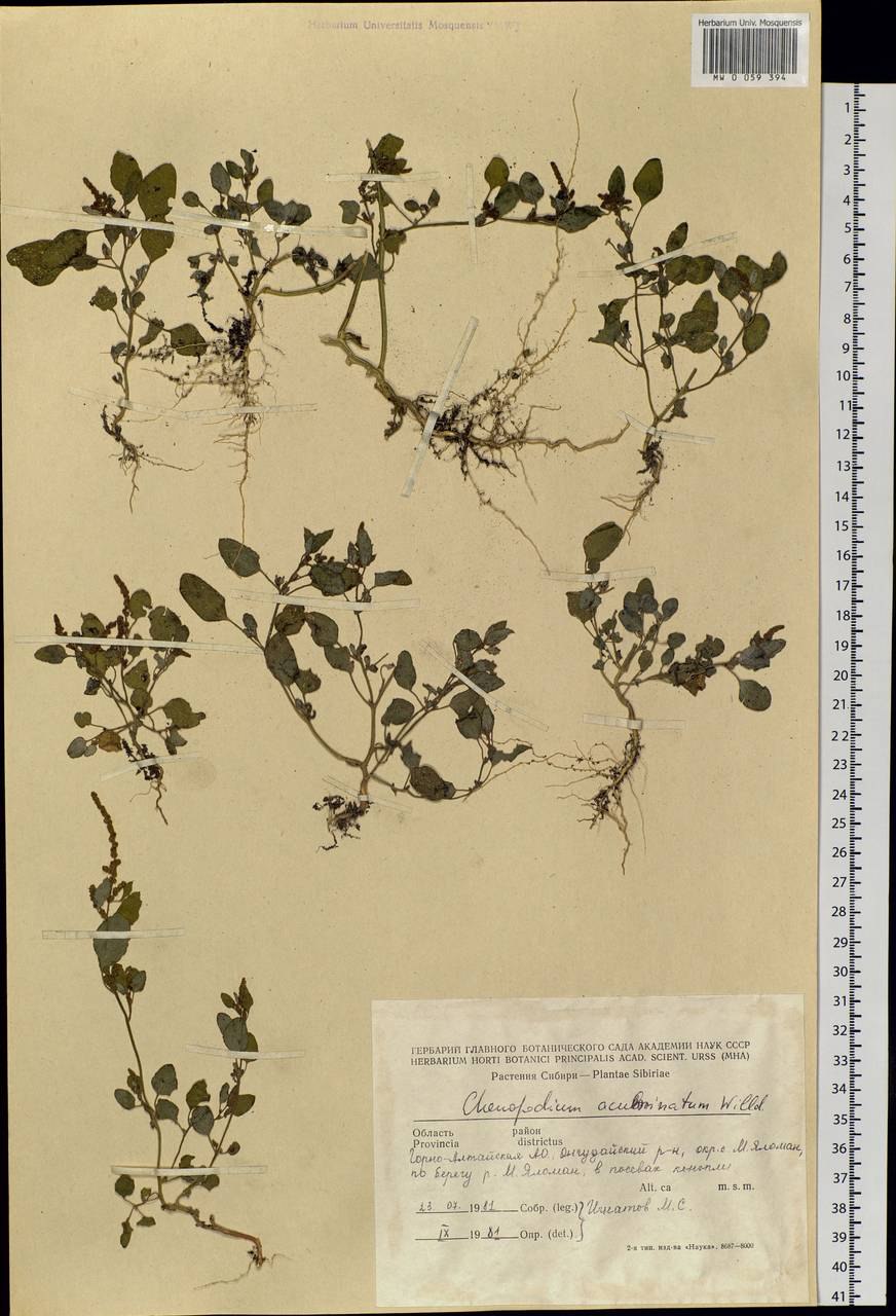 Марь белая Плантариум