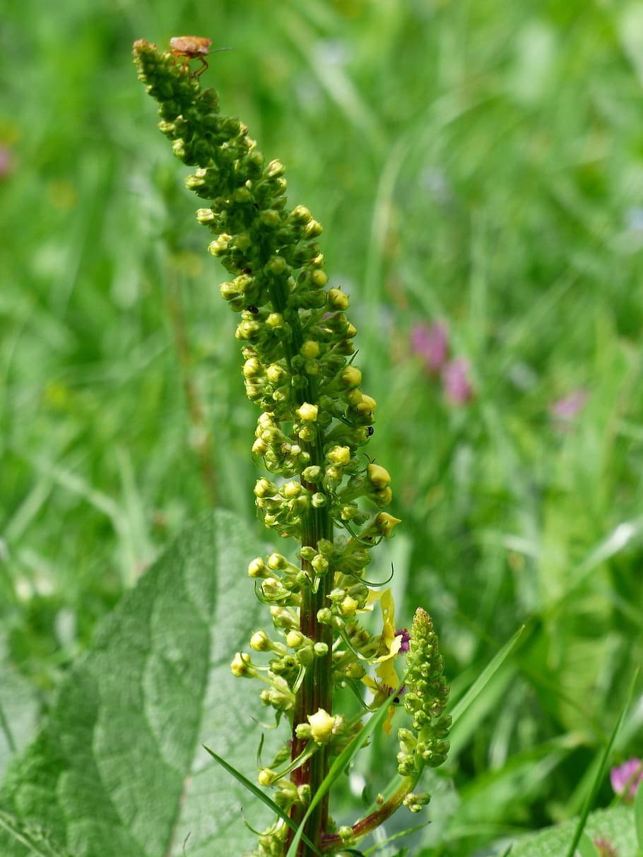 Марь белая лебеда