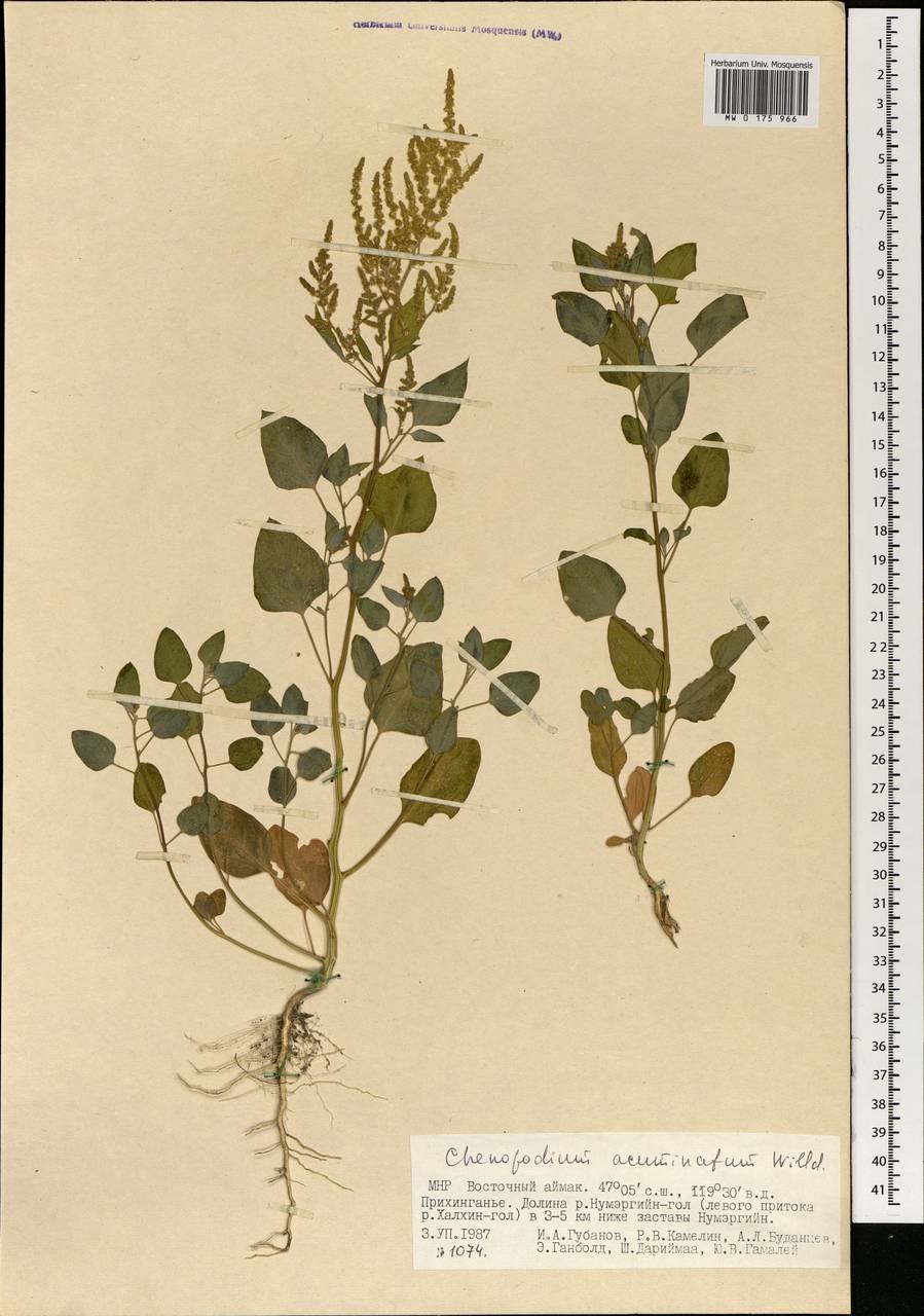Chenopodium acuminatum