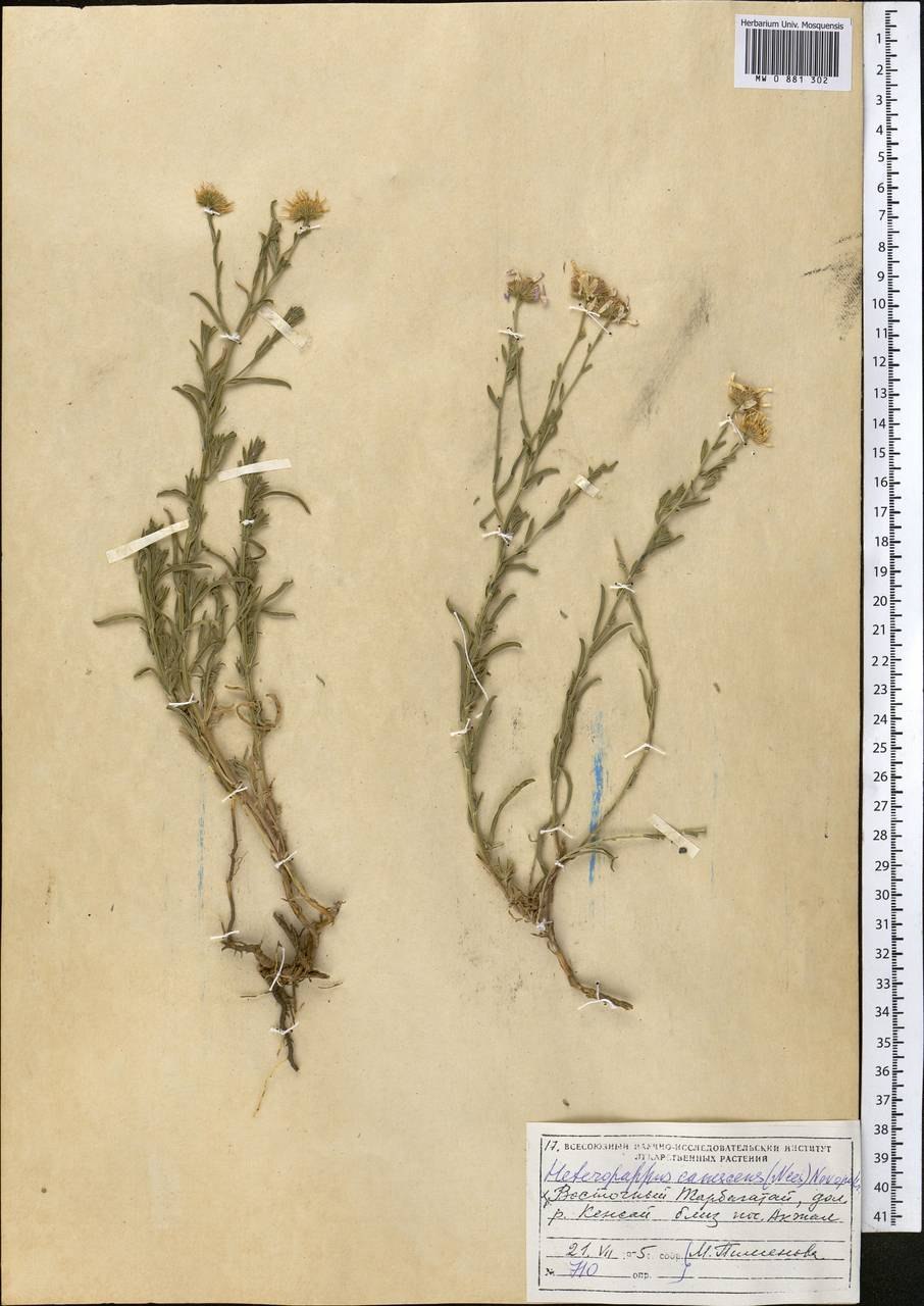 Камфоросма джунгарская