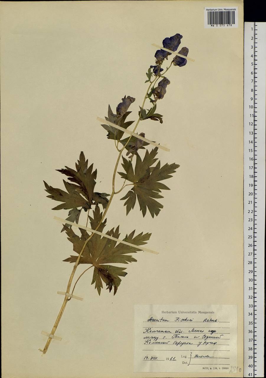 Борец обманчивый