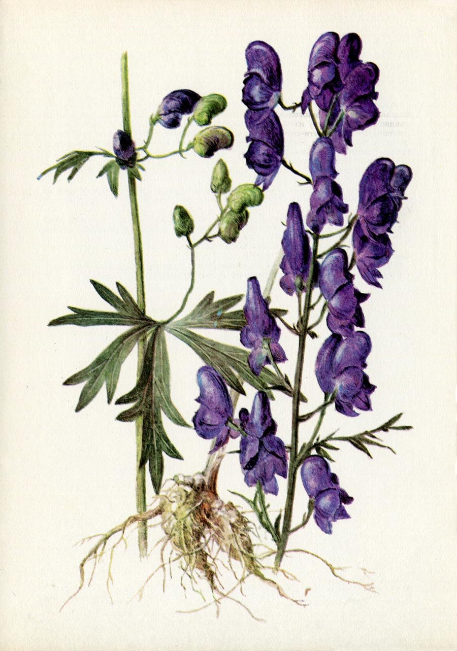 Аконит ботаника