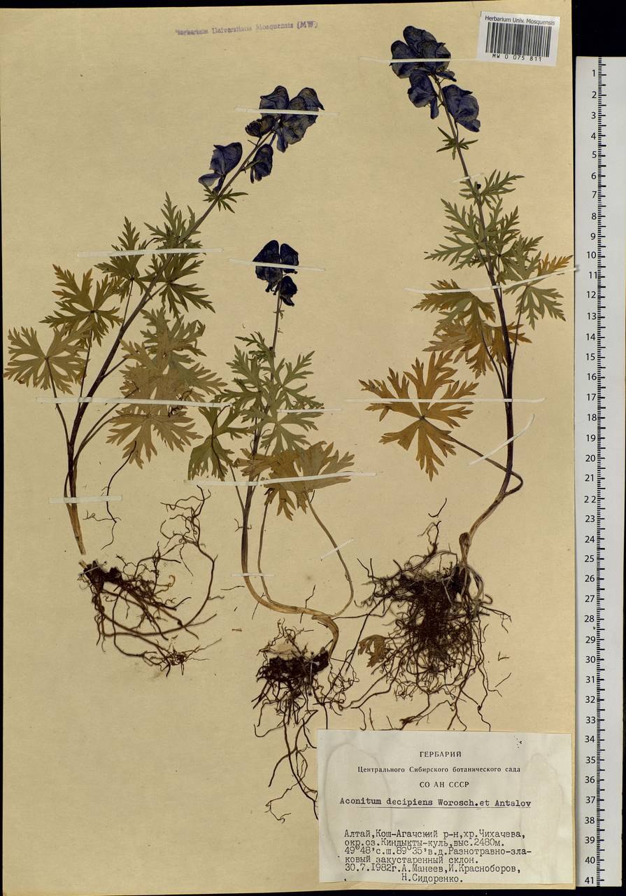 Аконит Северный диаграмма цветка