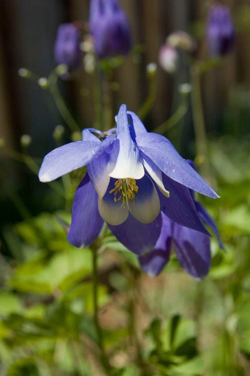 Аконит (борец)