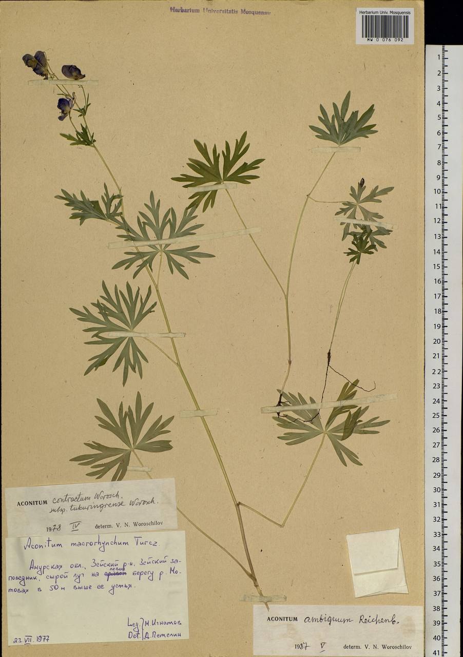 Аконит гербарий