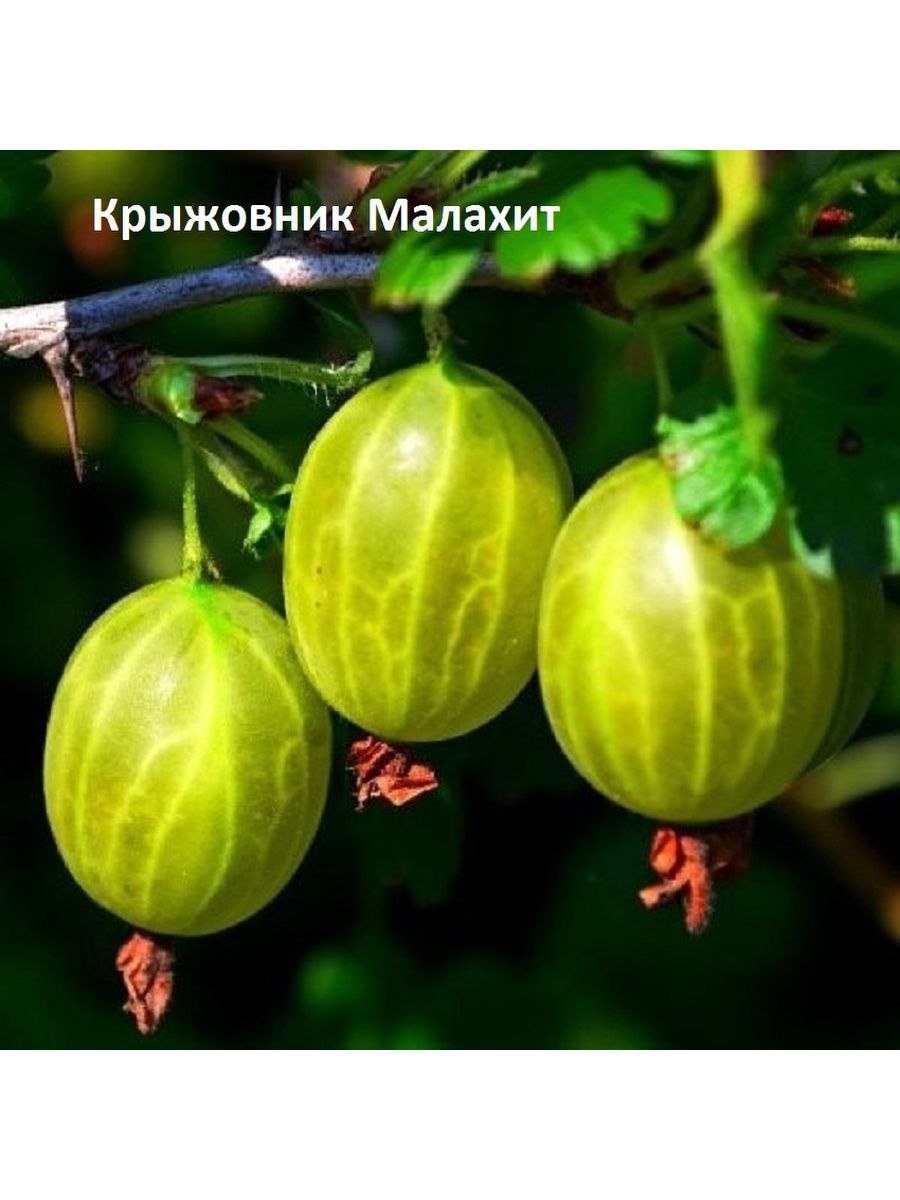 Цейлонский крыжовник