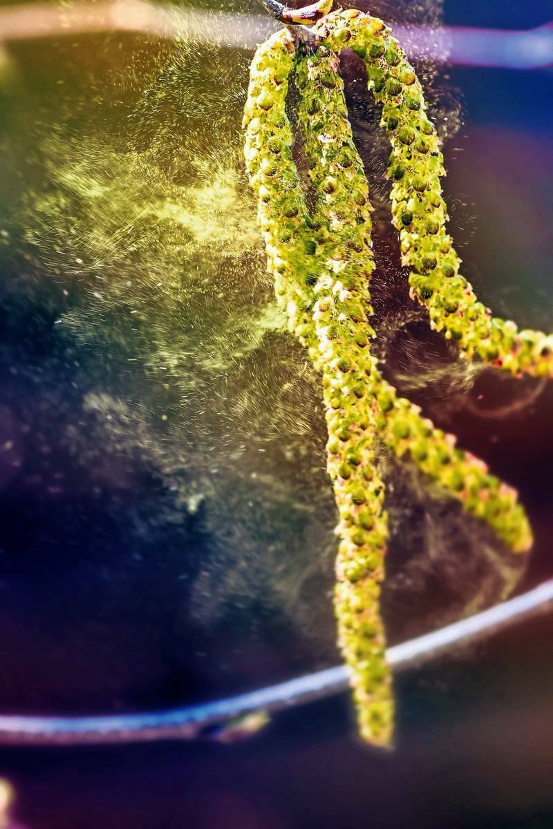 Перенос пыльцы с тычинок на рыльце