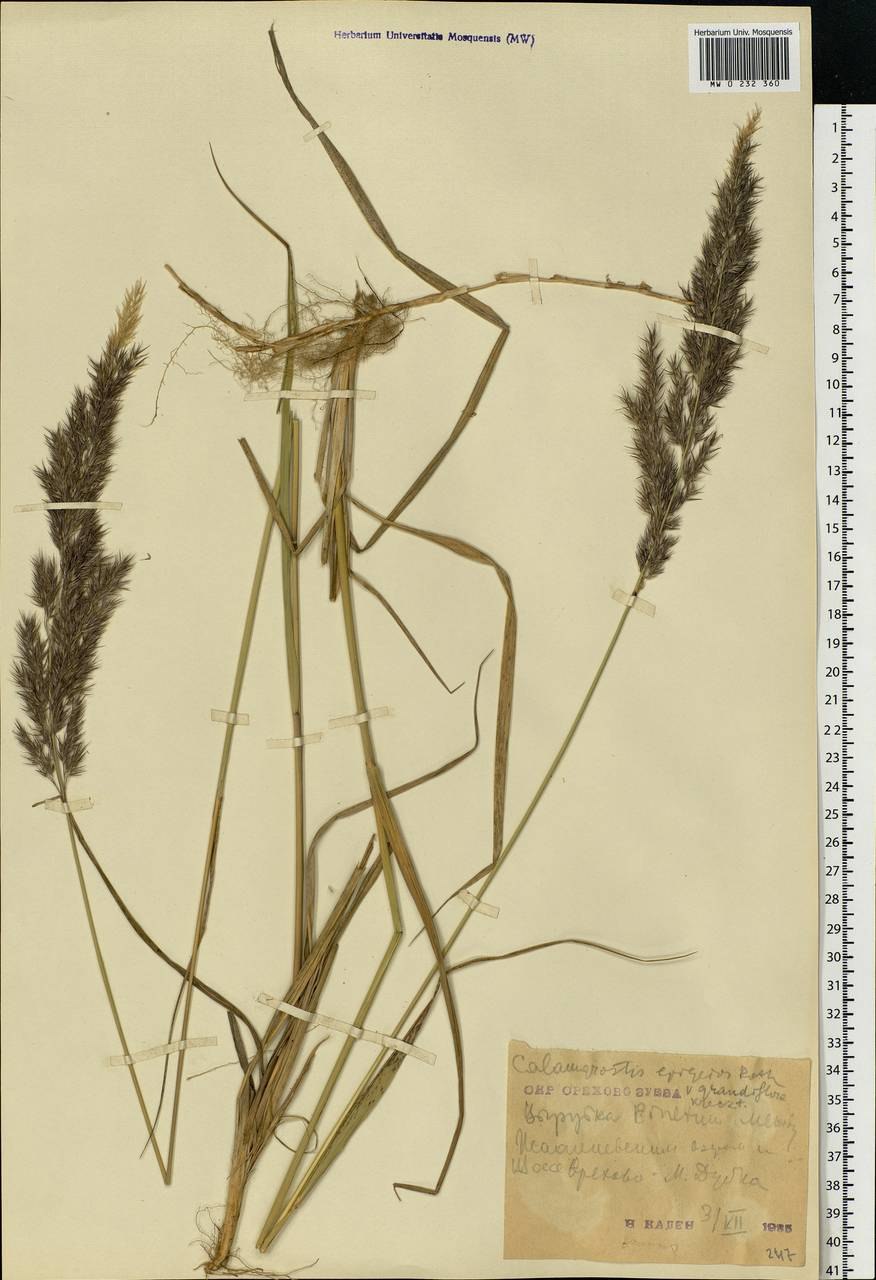 Вейник коржинского