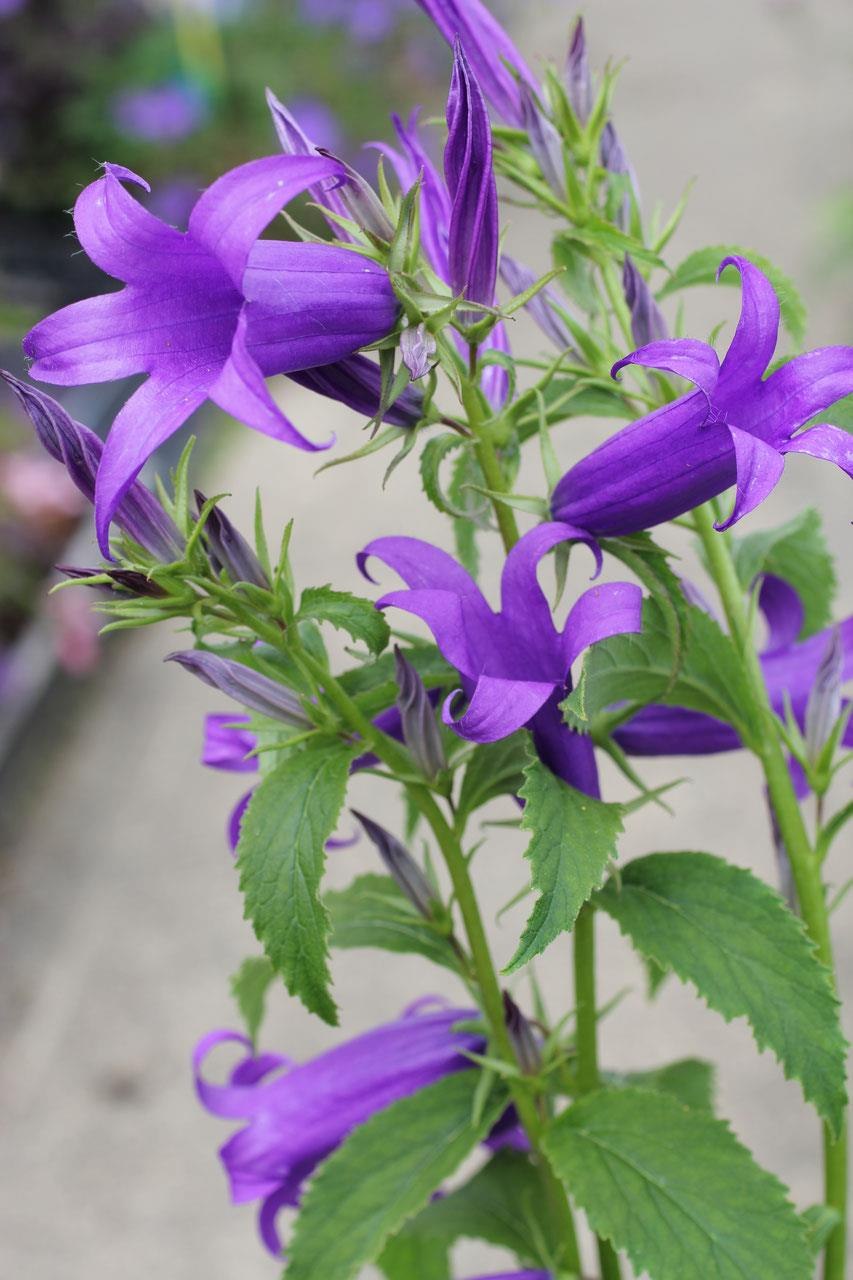 Кампанула колокольчик Сибирский высота