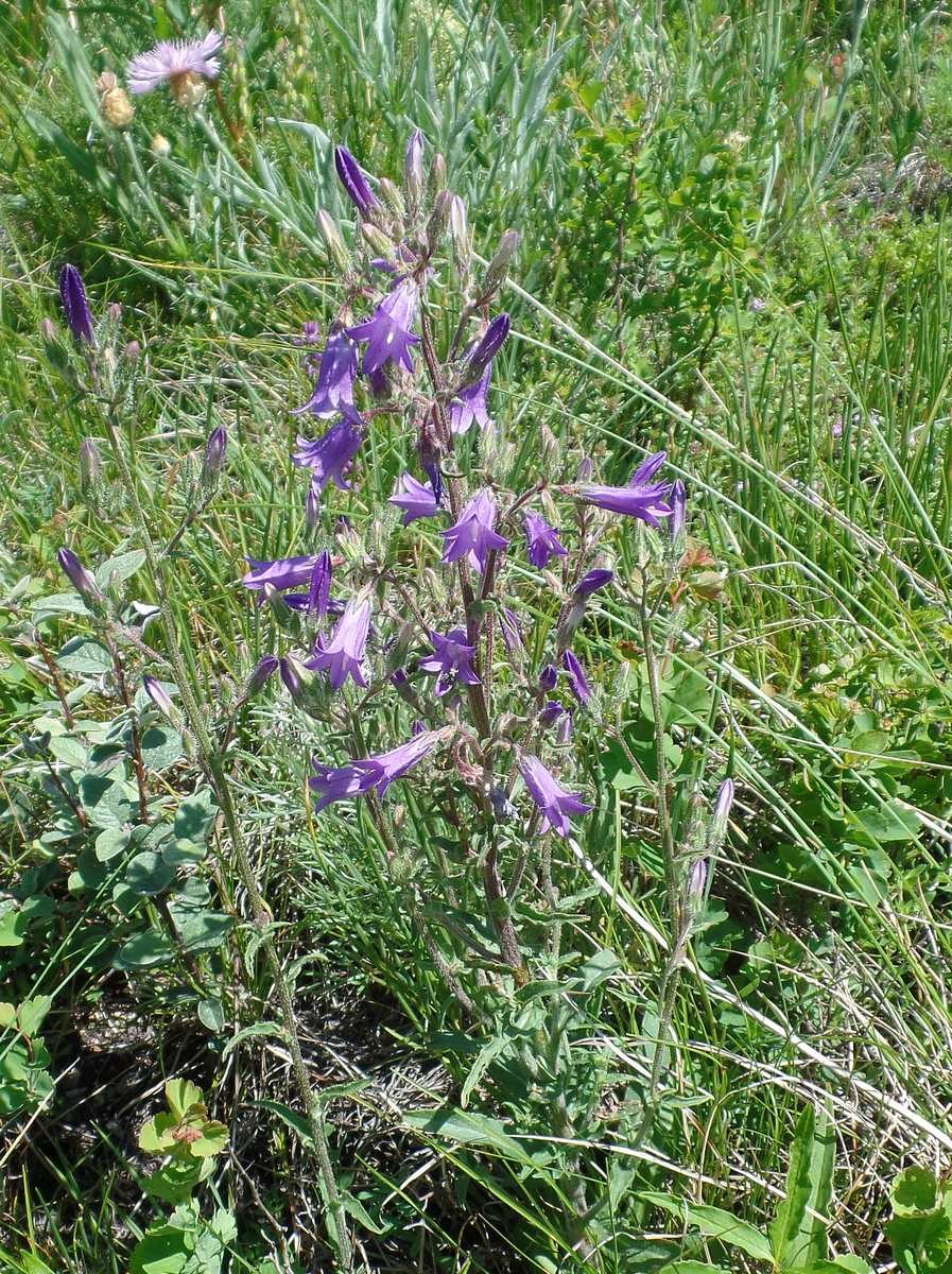 Колокольчик Сибирский полевой