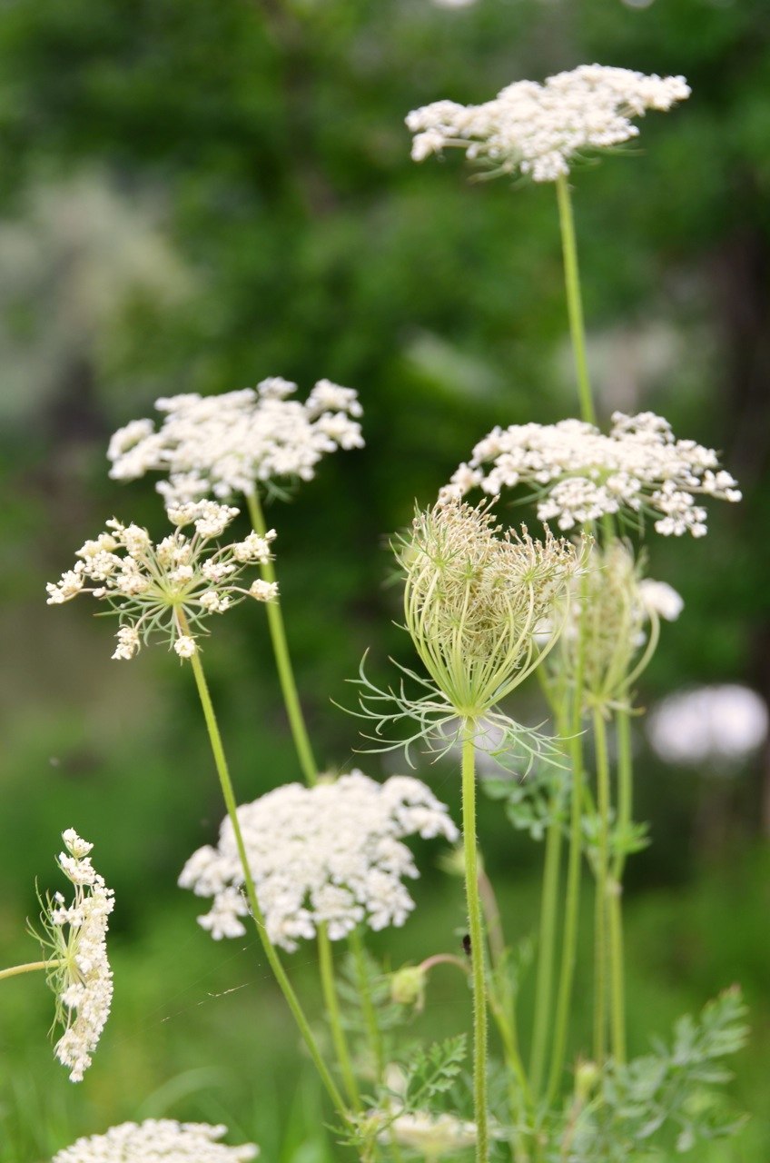 Daucus carota цветок