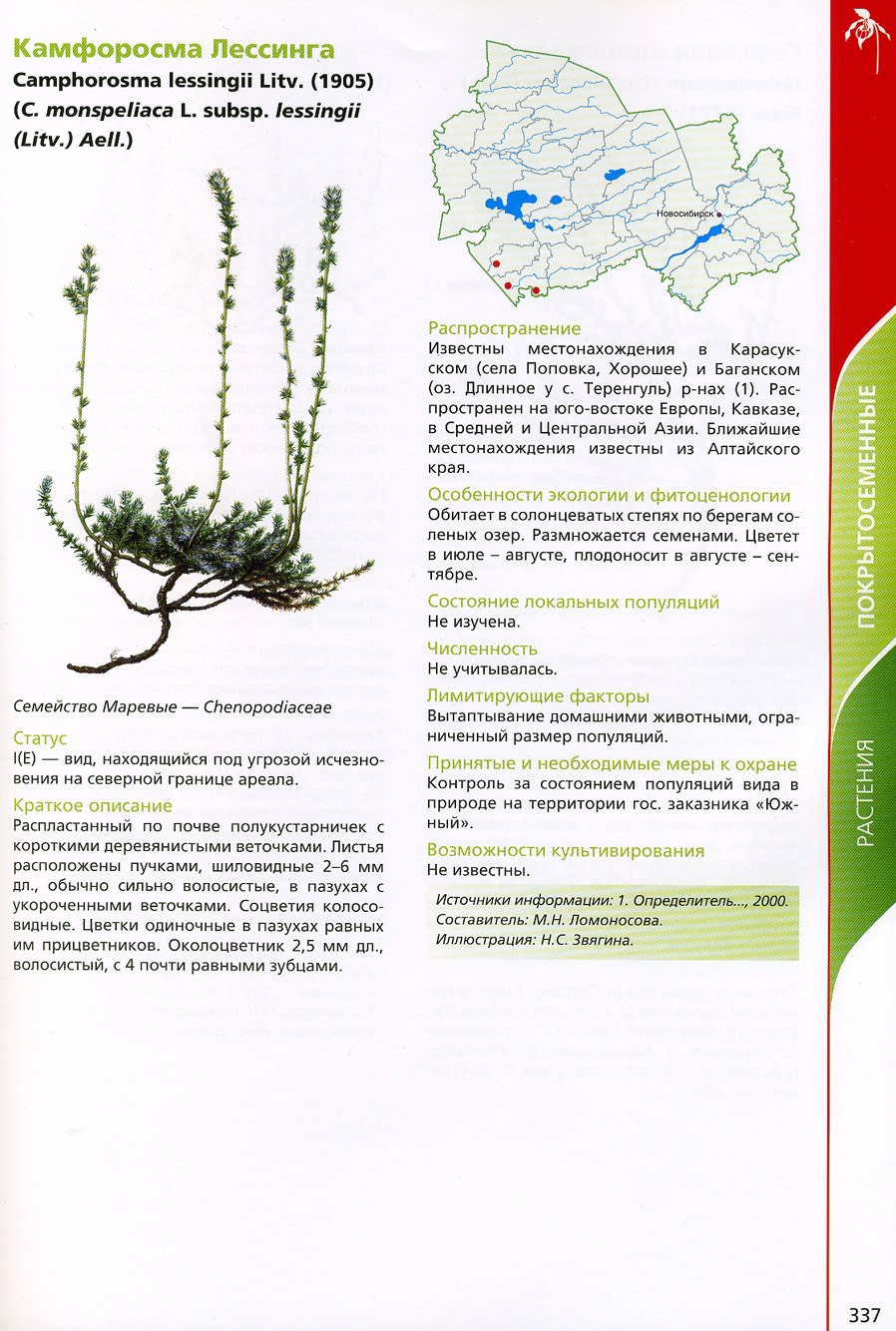 Камфоросма