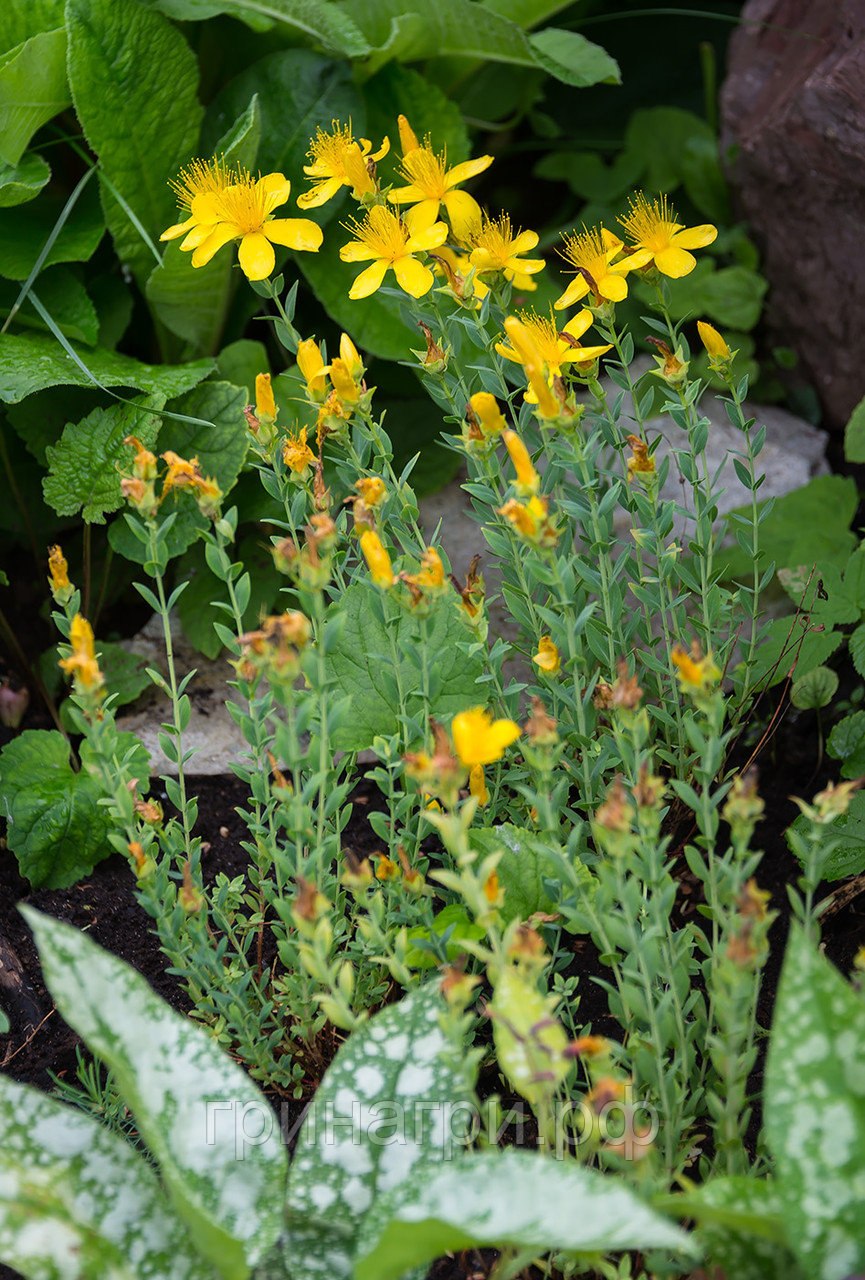 Lob grandiflora v minuta